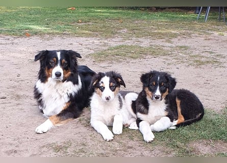 Australian Shepherd Junghund