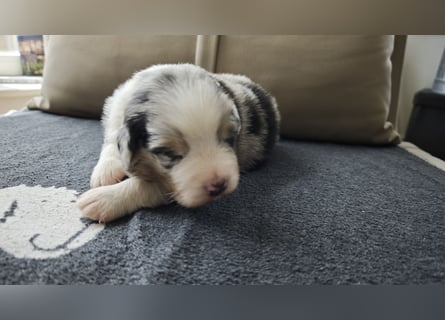 Australien Shepherd Welpen VDH/ CASD