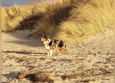Australien Shepherd Welpen VDH/ CASD