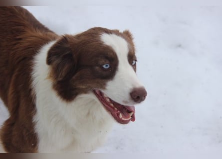 Australian Shepherd Zuchthündin voll Ausgewertet