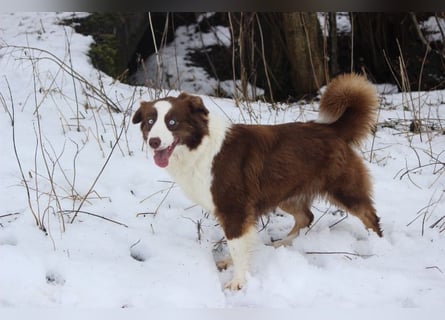 Australian Shepherd Zuchthündin voll Ausgewertet