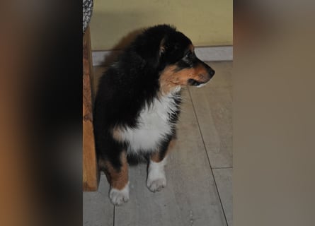 5 Sterne Zuhause für unsere Romy (ASCA) gesucht