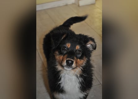 5 Sterne Zuhause für unsere Romy (ASCA) gesucht