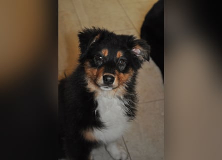 5 Sterne Zuhause für unsere Romy (ASCA) gesucht