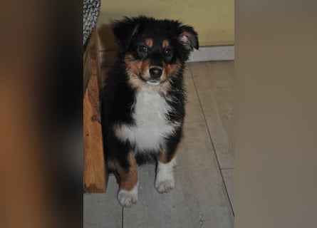 5 Sterne Zuhause für unsere Romy (ASCA) gesucht