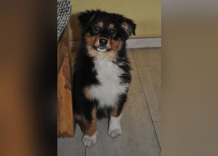 5 Sterne Zuhause für unsere Romy (ASCA) gesucht