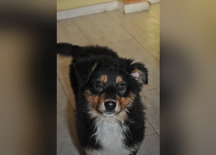 5 Sterne Zuhause für unsere Romy (ASCA) gesucht