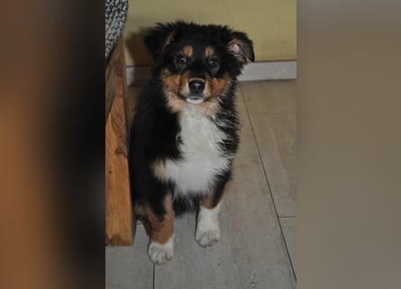 5 Sterne Zuhause für unsere Romy (ASCA) gesucht