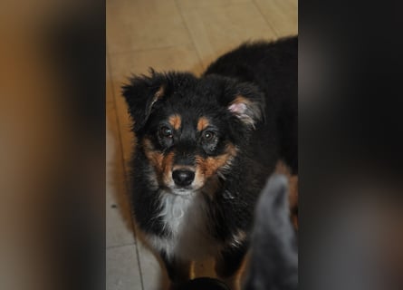 5 Sterne Zuhause für unsere Romy (ASCA) gesucht