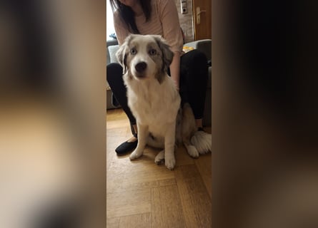 Australian Shepherd Hündin