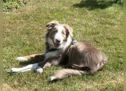 Lui sucht seine für immer Familie