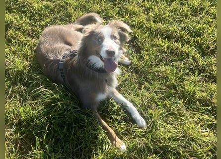 Lui sucht seine für immer Familie