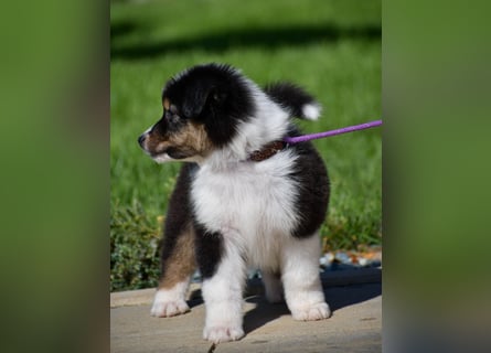 Australian Shepherd Welpen