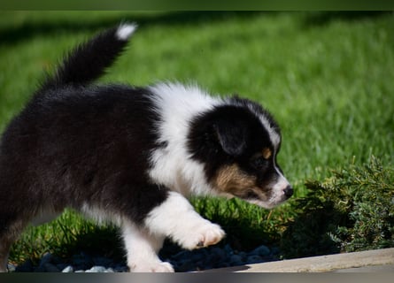 Australian Shepherd Welpen