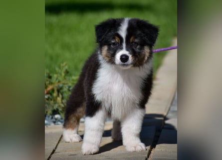 Australian Shepherd Welpen