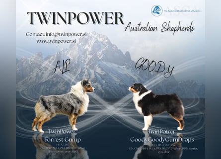 Australian Shepherd Welpen