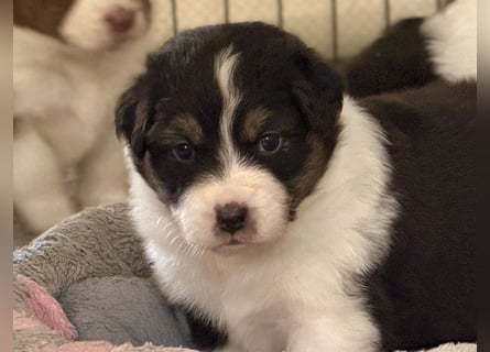 Bezaubernde Australian Shepherd Welpen (ASCA) suchen ein tolles Zuhause
