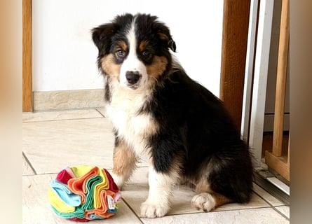 Bezaubernde Australian Shepherd Welpen (ASCA) suchen ein tolles Zuhause