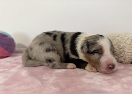 Bezaubernde Australian Shepherd Welpen (ASCA) suchen ein tolles Zuhause