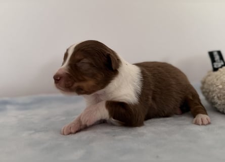 Bezaubernde Australian Shepherd Welpen (ASCA) suchen ein tolles Zuhause