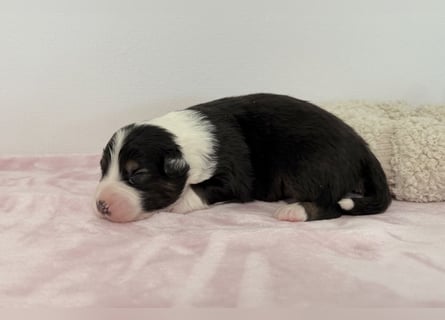 Bezaubernde Australian Shepherd Welpen (ASCA) suchen ein tolles Zuhause