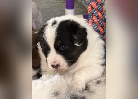 Bezaubernde Australian Shepherd Welpen (ASCA) suchen ein tolles Zuhause