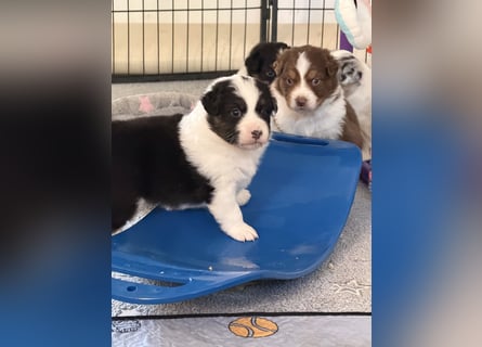Bezaubernde Australian Shepherd Welpen (ASCA) suchen ein tolles Zuhause