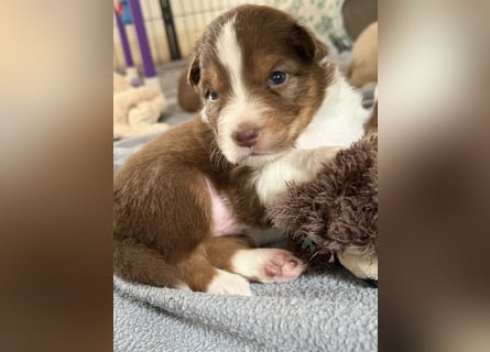 Bezaubernde Australian Shepherd Welpen (ASCA) suchen ein tolles Zuhause