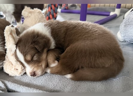 Bezaubernde Australian Shepherd Welpen (ASCA) suchen ein tolles Zuhause
