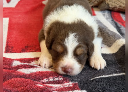 Bezaubernde Australian Shepherd Welpen (ASCA) suchen ein tolles Zuhause