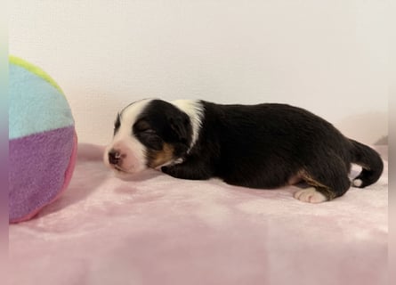 Bezaubernde Australian Shepherd Welpen (ASCA) suchen ein tolles Zuhause