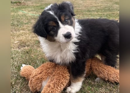 Bezaubernde Australian Shepherd Welpen (ASCA) suchen ein tolles Zuhause
