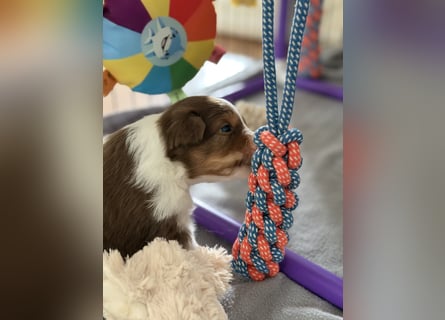 Bezaubernde Australian Shepherd Welpen (ASCA) suchen ein tolles Zuhause