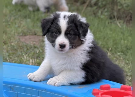 Bezaubernde Australian Shepherd Welpen (ASCA) suchen ein tolles Zuhause