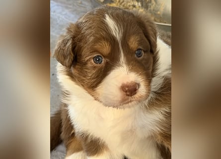 Bezaubernde Australian Shepherd Welpen (ASCA) suchen ein tolles Zuhause