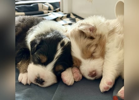 Bezaubernde Australian Shepherd Welpen (ASCA) suchen ein tolles Zuhause