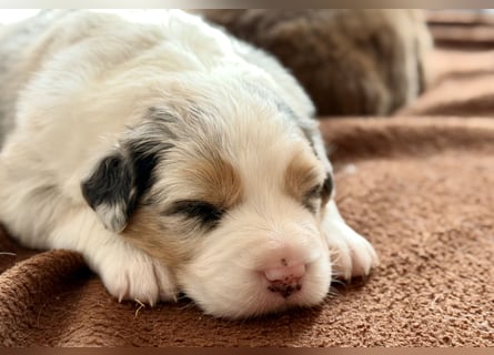 Bezaubernde Australian Shepherd Welpen (ASCA) suchen ein tolles Zuhause