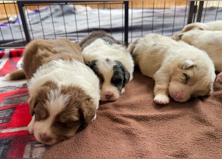 Bezaubernde Australian Shepherd Welpen (ASCA) suchen ein tolles Zuhause