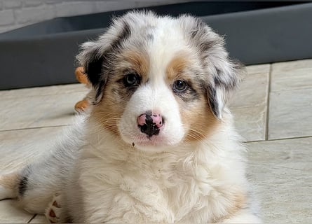 Bezaubernde Australian Shepherd Welpen (ASCA) suchen ein tolles Zuhause