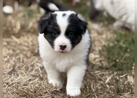 Bezaubernde Australian Shepherd Welpen (ASCA) suchen ein tolles Zuhause