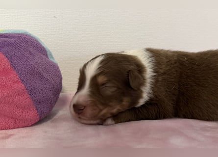 Bezaubernde Australian Shepherd Welpen (ASCA) suchen ein tolles Zuhause