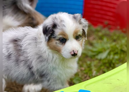 Bezaubernde Australian Shepherd Welpen (ASCA) suchen ein tolles Zuhause