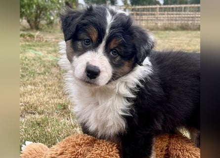 Bezaubernde Australian Shepherd Welpen (ASCA) suchen ein tolles Zuhause