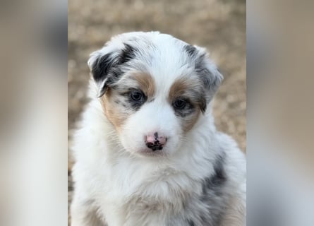 Bezaubernde Australian Shepherd Welpen (ASCA) suchen ein tolles Zuhause