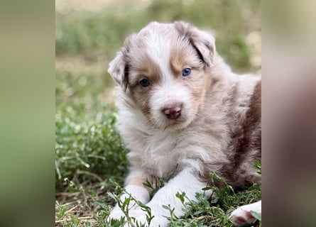 Bezaubernde Australian Shepherd Welpen (ASCA) suchen ein tolles Zuhause
