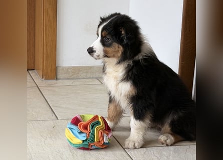 Bezaubernde Australian Shepherd Welpen (ASCA) suchen ein tolles Zuhause