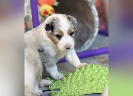Bezaubernde Australian Shepherd Welpen (ASCA) suchen ein tolles Zuhause