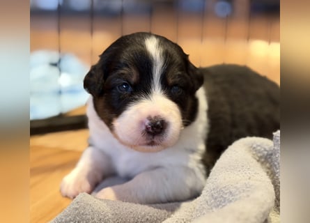 Bezaubernde Australian Shepherd Welpen (ASCA) suchen ein tolles Zuhause