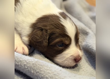Bezaubernde Australian Shepherd Welpen (ASCA) suchen ein tolles Zuhause