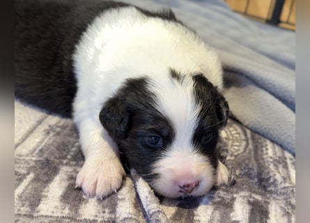 Bezaubernde Australian Shepherd Welpen (ASCA) suchen ein tolles Zuhause